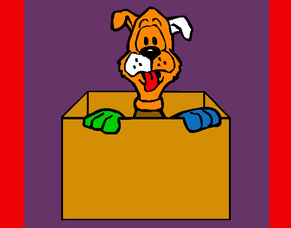 Cão dentro da caixa