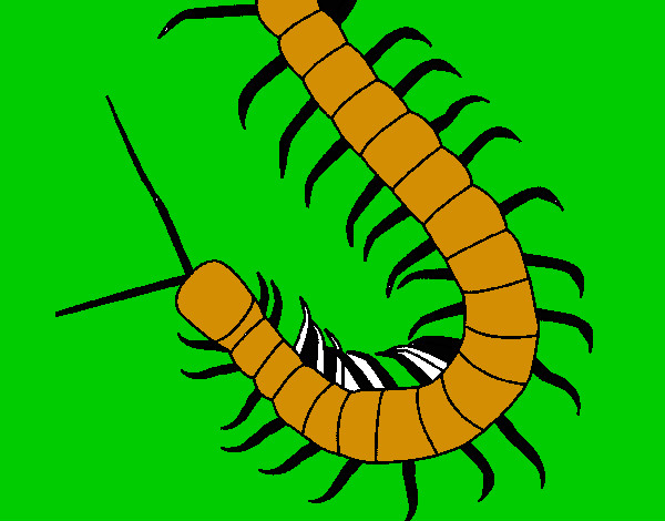 Desenho Centopeia pintado por Zangerolam