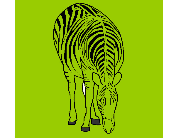 Desenho Zebra pintado por AdiJosue