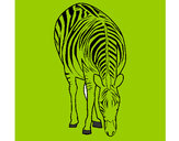 Desenho Zebra pintado por AdiJosue