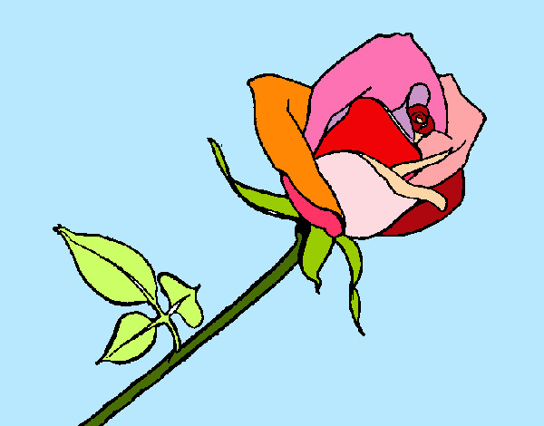 Desenho Rosa pintado por nanynha