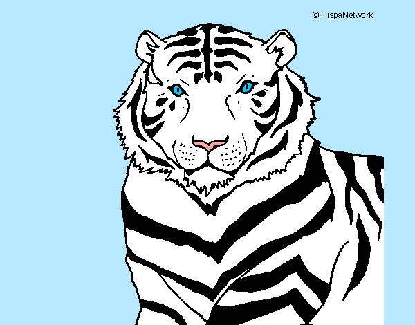 Desenho Tigre pintado por LEONARDOK
