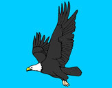 Desenho Águia a voar pintado por MrFelipe