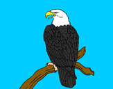 Desenho Águia num ramo pintado por MrFelipe