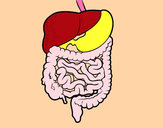 Desenho Aparelho digestivo pintado por joana2003