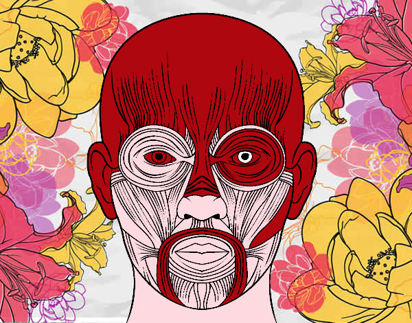 Desenho Músculos da face pintado por jhonatan9