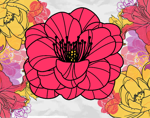 Desenho Papoula flor pintado por tilde5