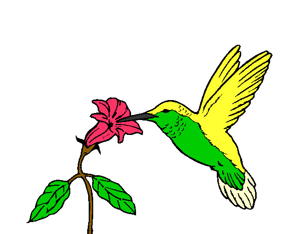 Desenho Colibri e uma flor pintado por dika