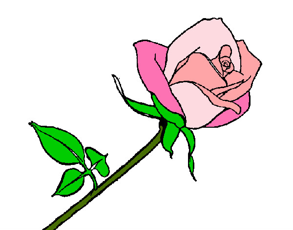 Desenho Rosa pintado por Cyro
