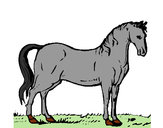 Desenho Cavalo andaluz pintado por Vidafeliz