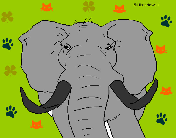 Desenho Elefante africano pintado por leilla