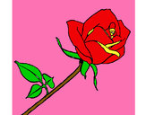Desenho Rosa pintado por lulima