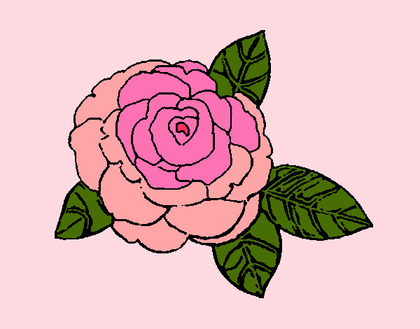 Desenho Rosa pintado por acristina