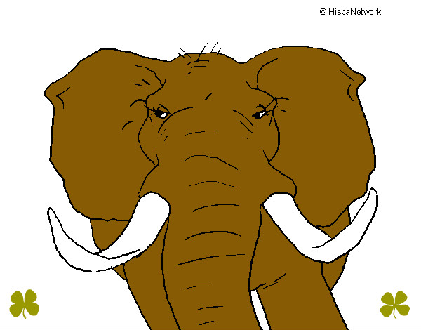 Desenho Elefante africano pintado por Rafael_014