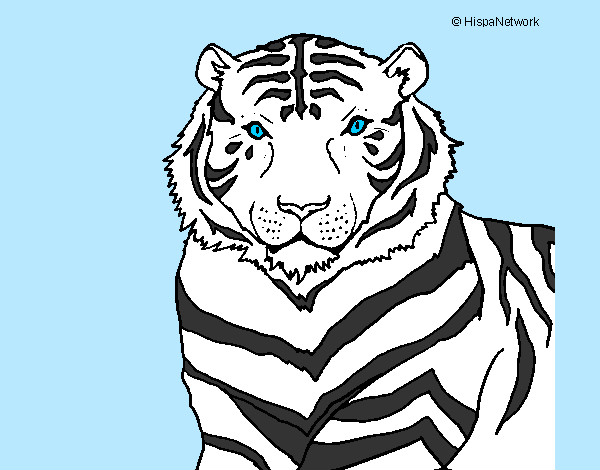Desenho Tigre pintado por IgorF
