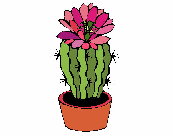 Desenho de Cacto com flor pintado e colorido por Dalia o dia 03 de Maio do  2015