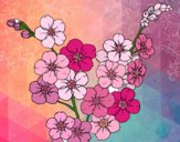 Desenho Flor de cerejeira pintado por jehangelis