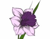 Desenho Flor de narciso pintado por izisena