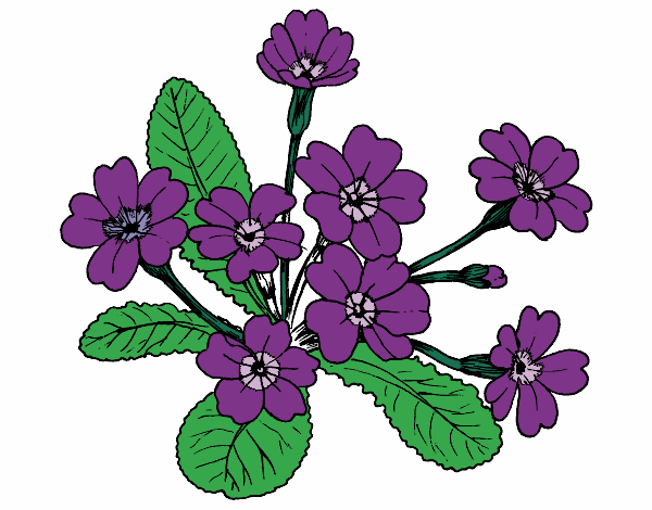 Desenho Primula pintado por annycopque
