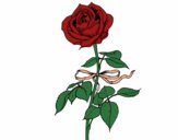 Desenho Uma rosa pintado por izisena