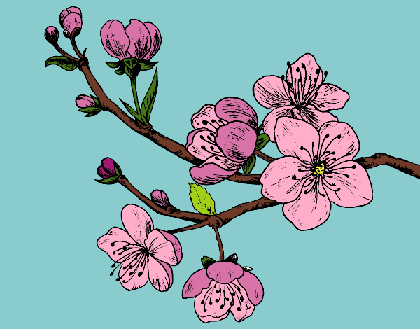 Desenho Filial da cereja pintado por Alinee