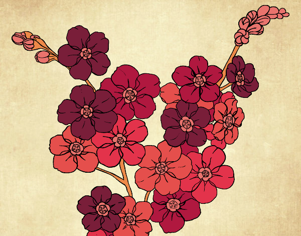 Desenho Flor de cerejeira pintado por missmirim