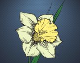 Desenho Flor de narciso pintado por nina2