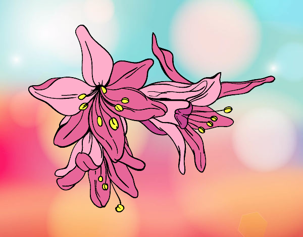 Desenho Flores do lilium pintado por AmaliaLait