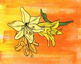 Desenho Flores do lilium pintado por Pilly