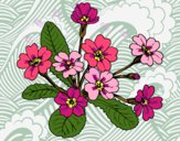 Desenho Primula pintado por veraluz