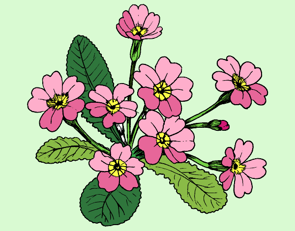 Desenho Primula pintado por AmaliaLait