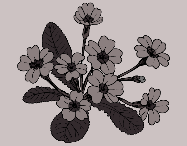 Desenho Primula pintado por missmirim