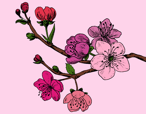 Desenho Filial da cereja pintado por acristina