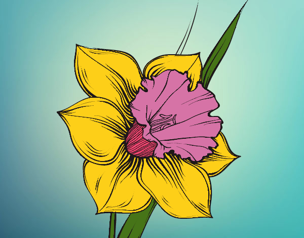 Desenho Flor de narciso pintado por sonhadora