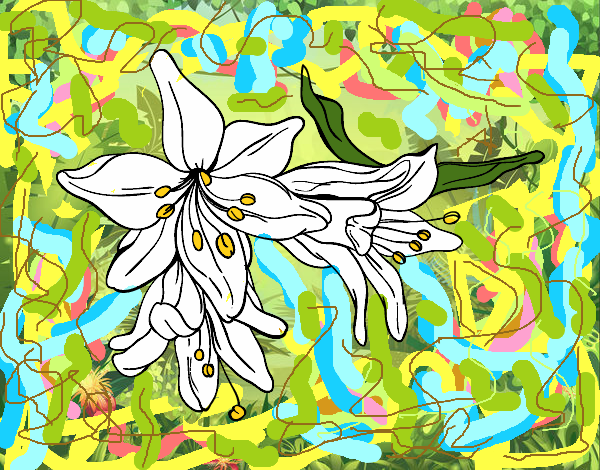 Flores do lilium