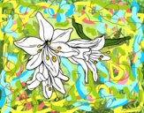Desenho Flores do lilium pintado por veraluz