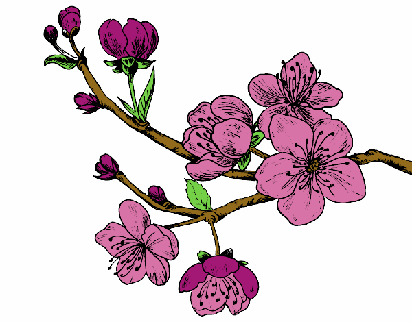 Desenho Filial da cereja pintado por Luann
