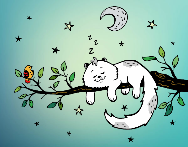 O gato ea luna
