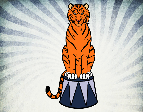 Desenho Tigre do circo pintado por sorte