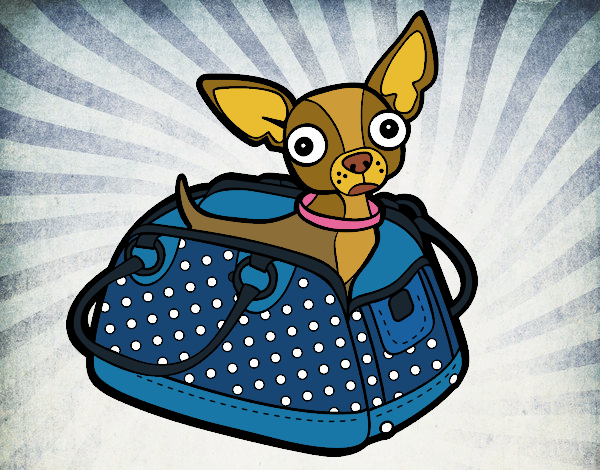 Chihuahua de viagem