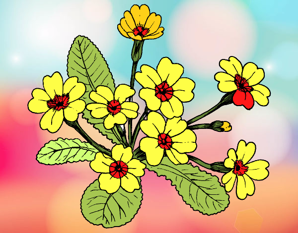 Desenho Primula pintado por cirleiech