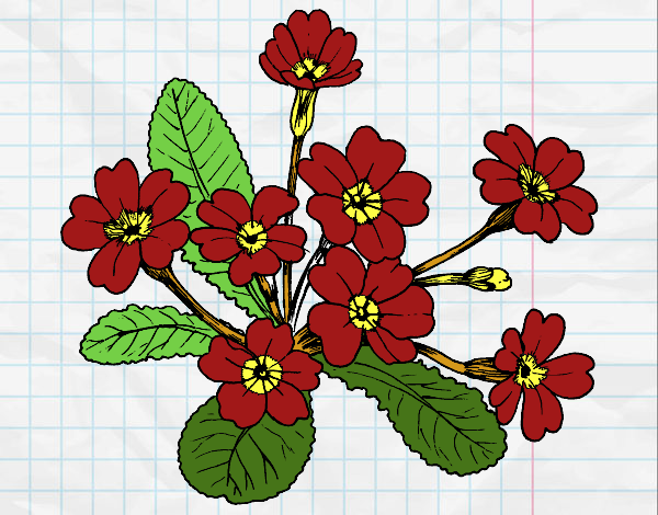 Desenho Primula pintado por Danielli22
