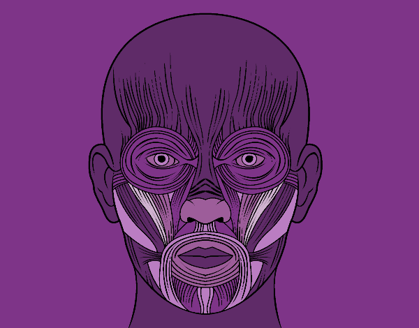 Desenho Músculos da face pintado por missmirim