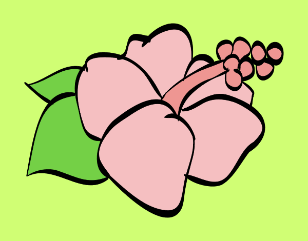 Lagunaria flor