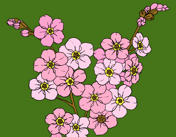 Desenho Flor de cerejeira pintado por marilurdes