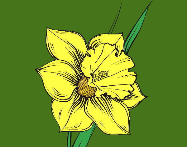 Desenho Flor de narciso pintado por marilurdes