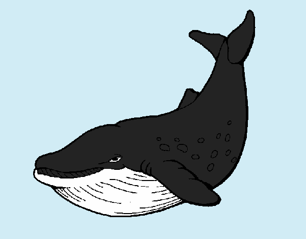 Desenho Orca pintado por BelMorim
