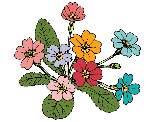 Desenho Primula pintado por BelMorim