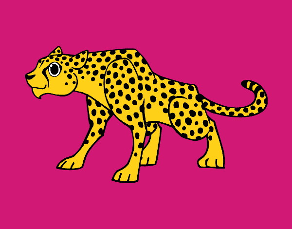 Um guepardo