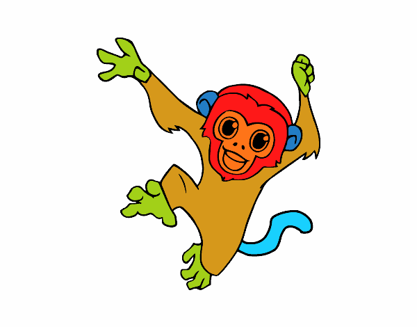 Macaco-prego bebê
